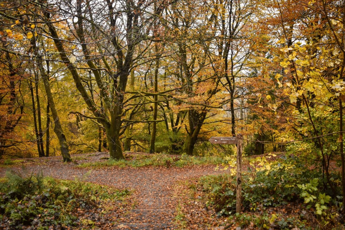 A vibrant autumn forest scene with a rustic wooden signpost pointing toward Bracklinn Falls. The ground is carpeted in fallen orange leaves, and the surrounding trees are a mix of deep greens and golden yellows.