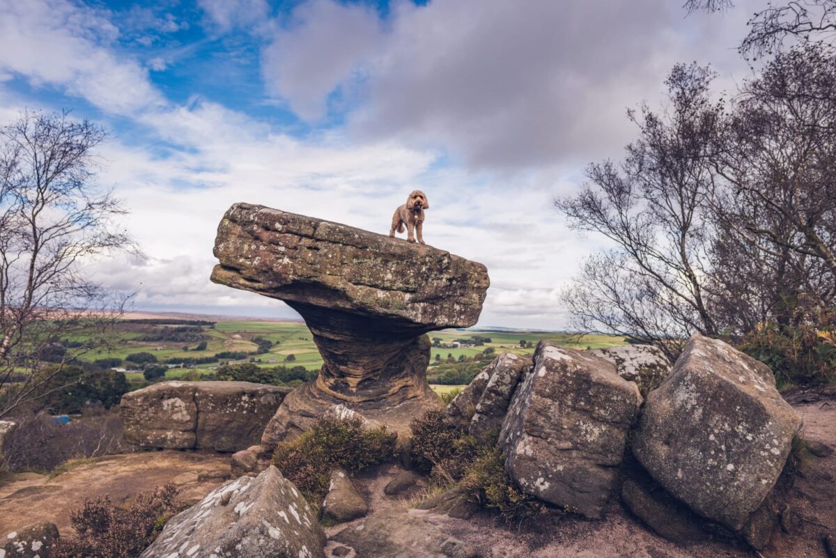 Brimham Rocks