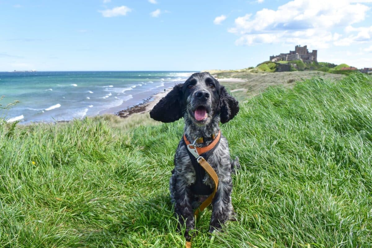 dog friendly Northumberland
