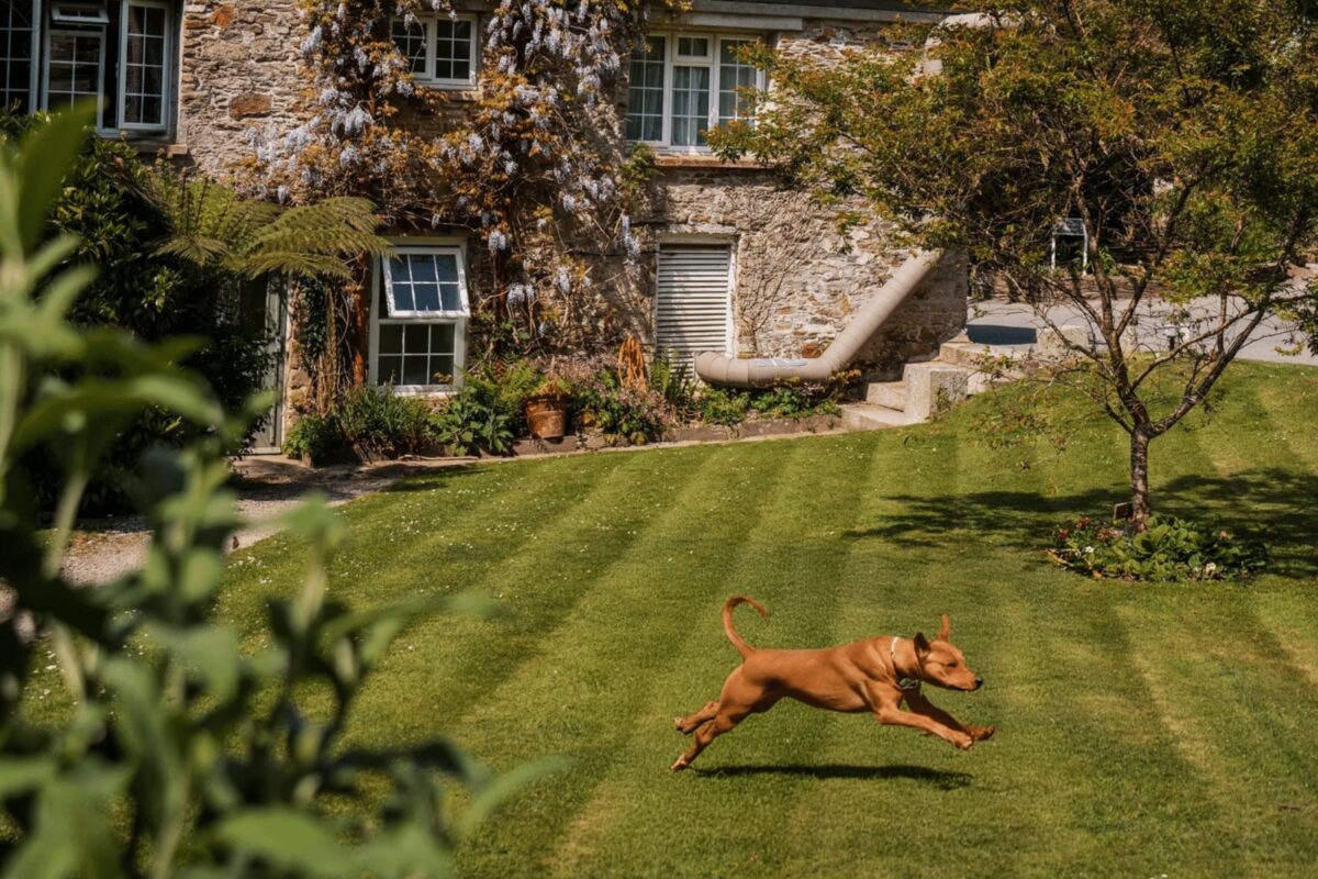 A dog playing on the lawn at the Budock Vean Hotel & Spa in Cornwall