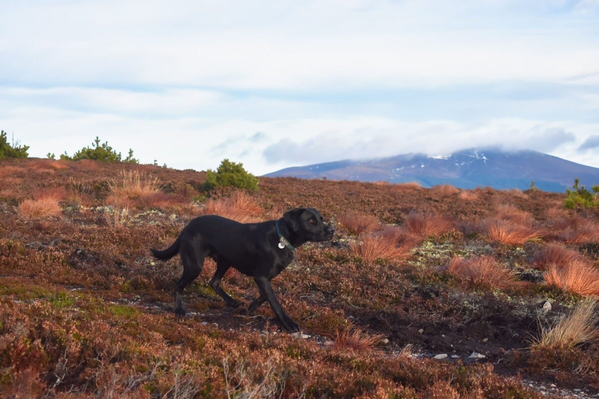 Carn Daimh