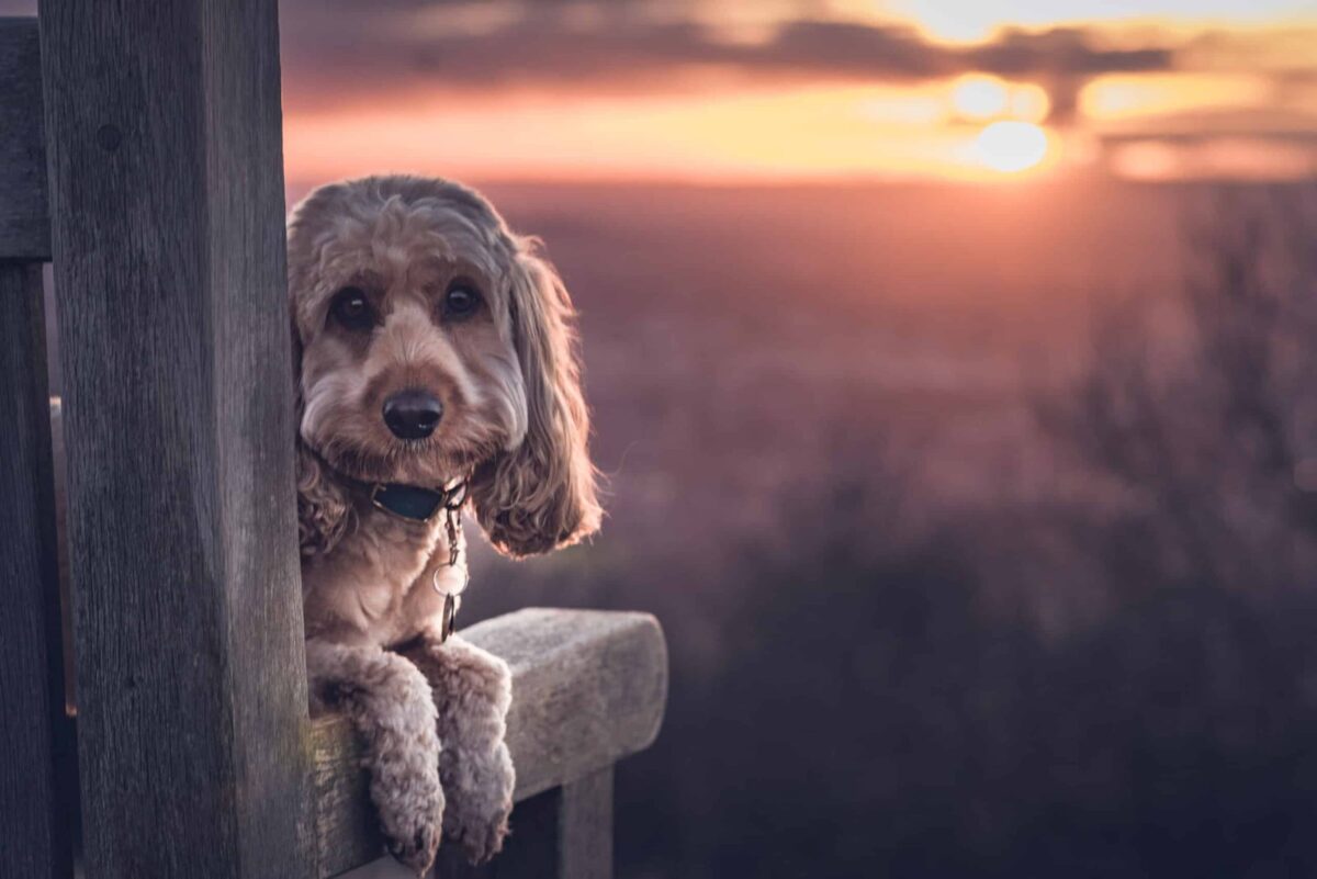 dog friendly Gloucestershire