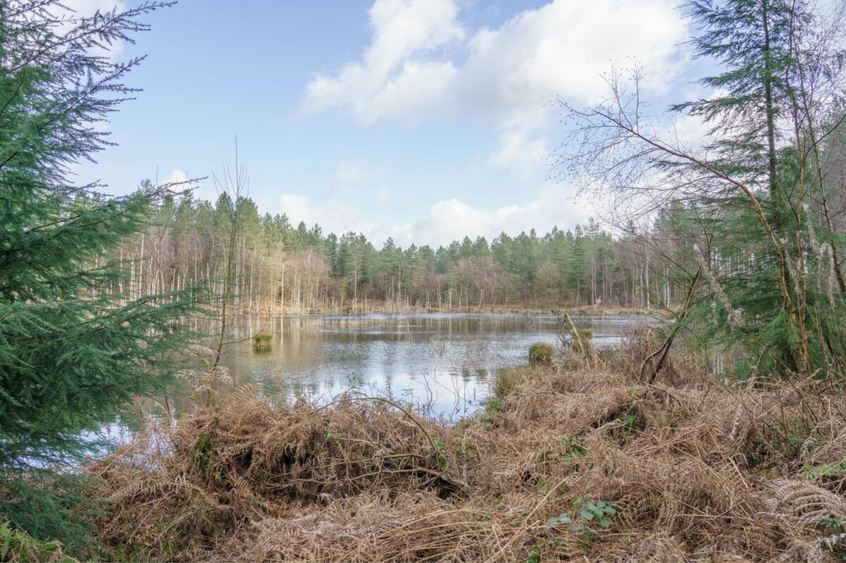 Delamere Forest