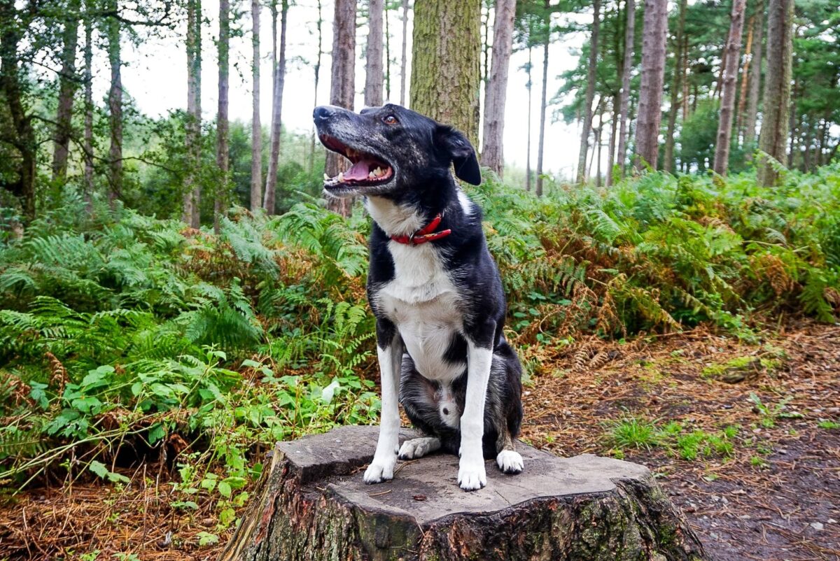 Delamere Forest