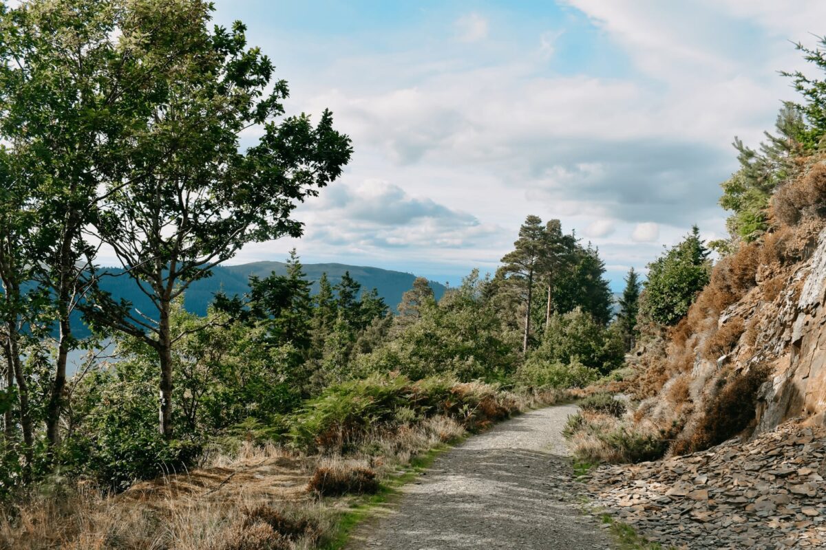 Dodd Wood near Keswick