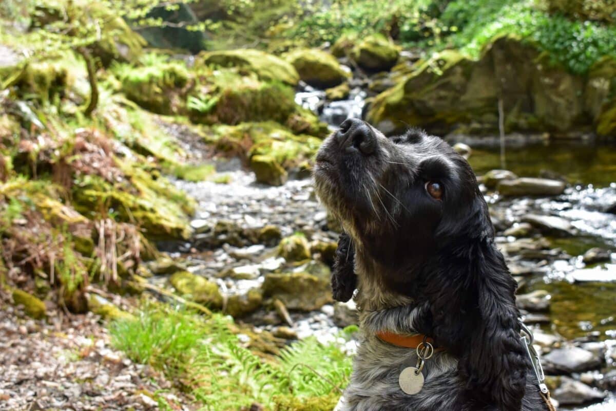 Dolgoch Falls