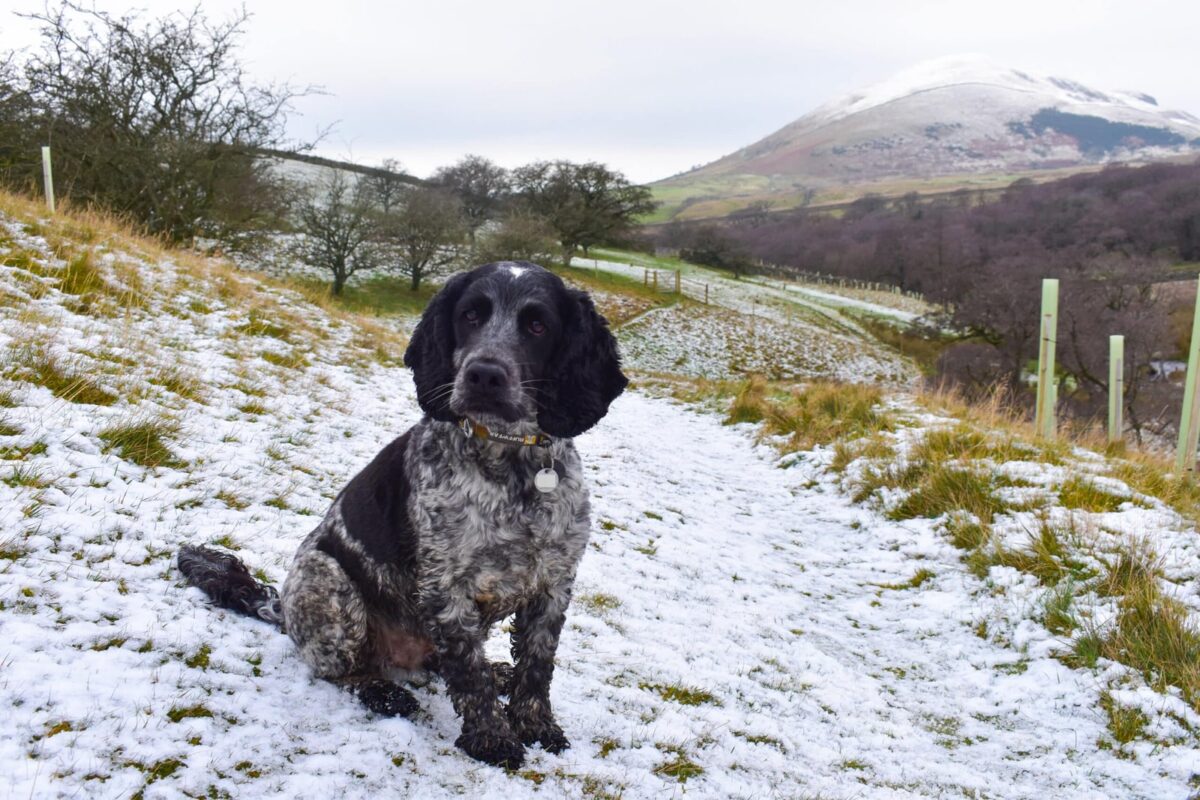 dog walks in Cumbria