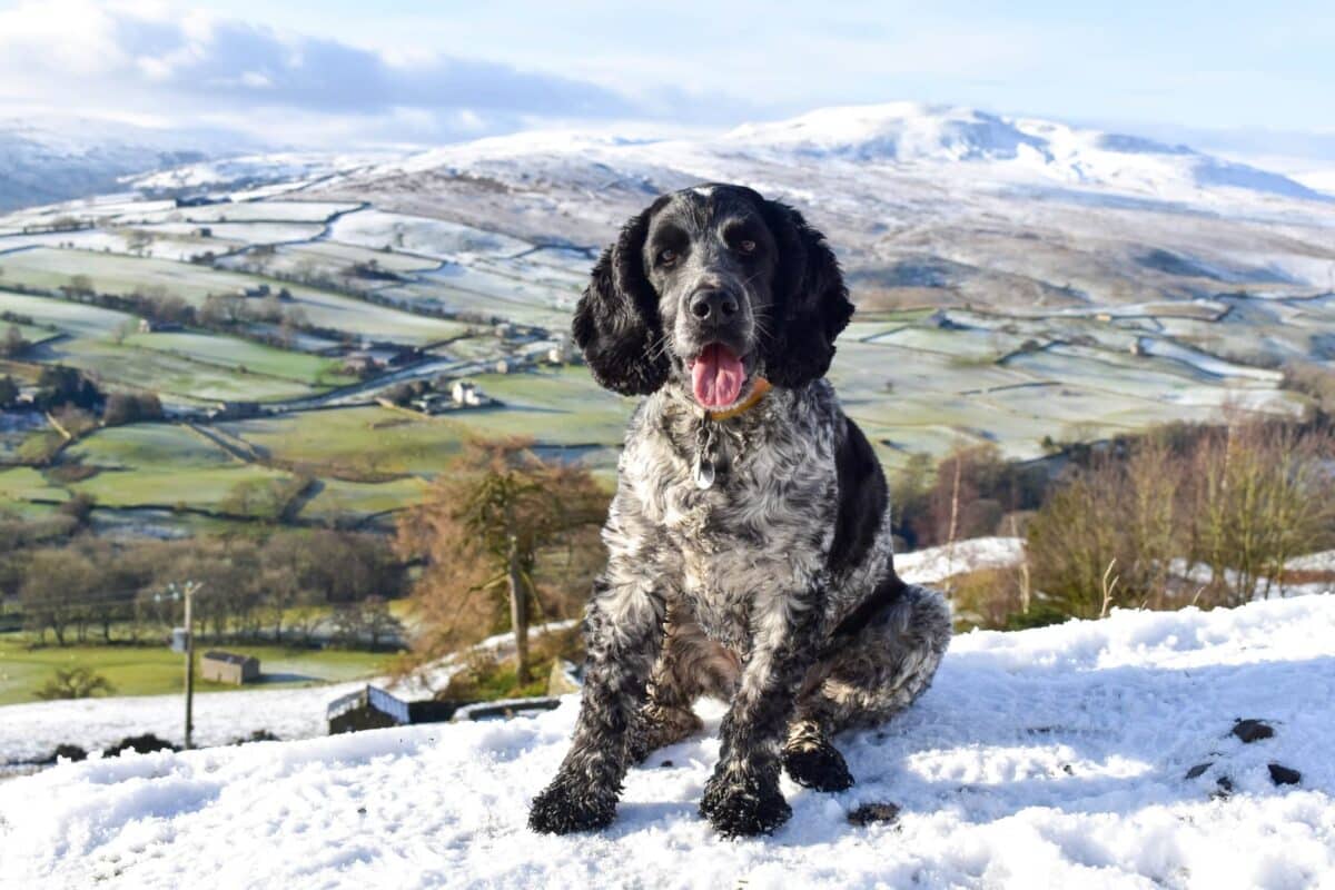 dog friendly Yorkshire Dales