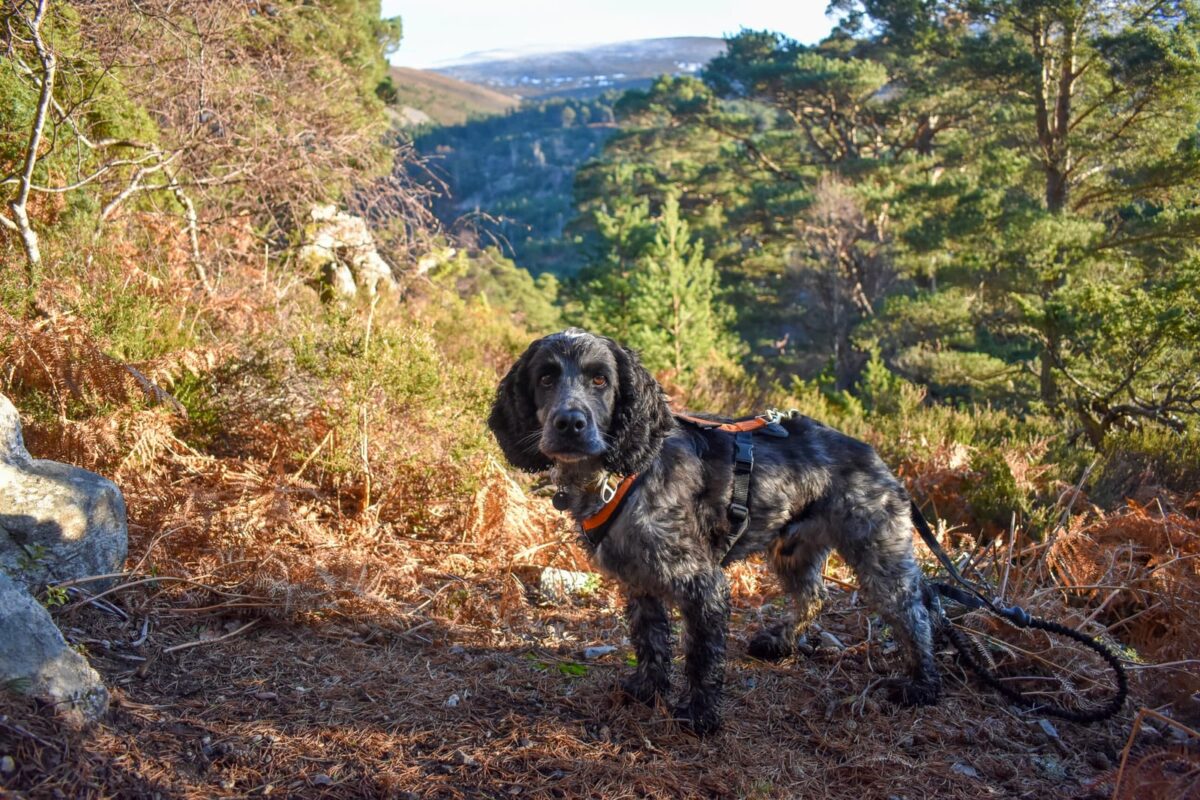 dog friendly Scotland