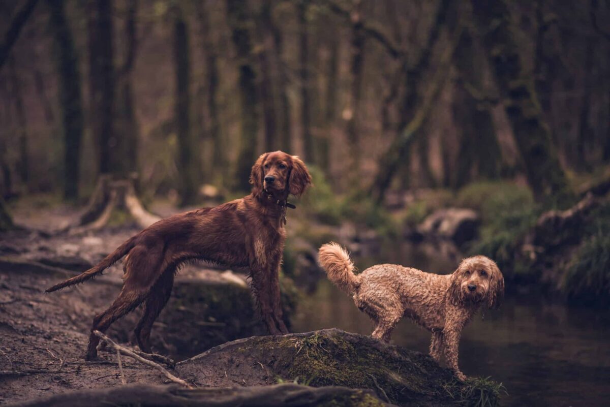 Golitha Falls
