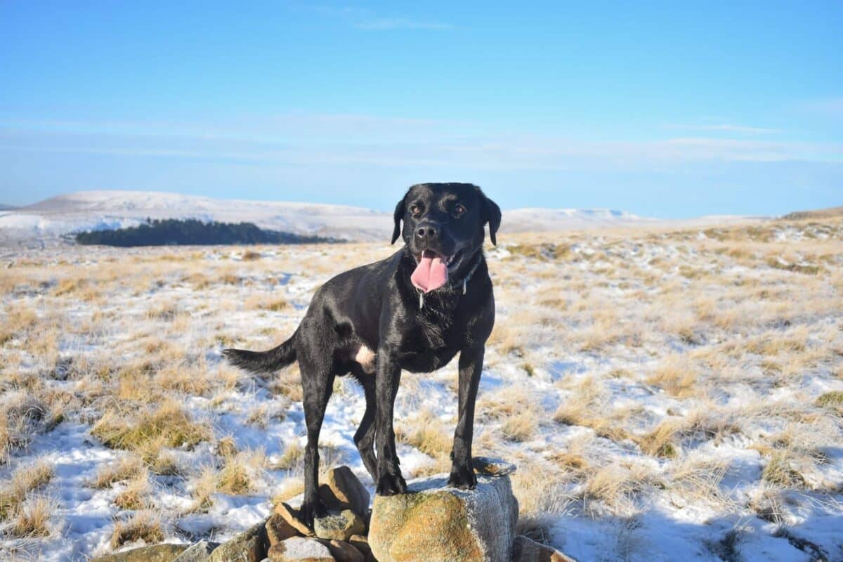 Great Shunner Fell, Yorkshire Dales