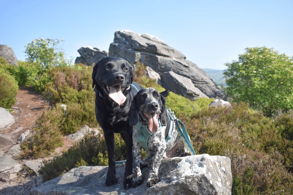 Harbottle and the Drake Stone