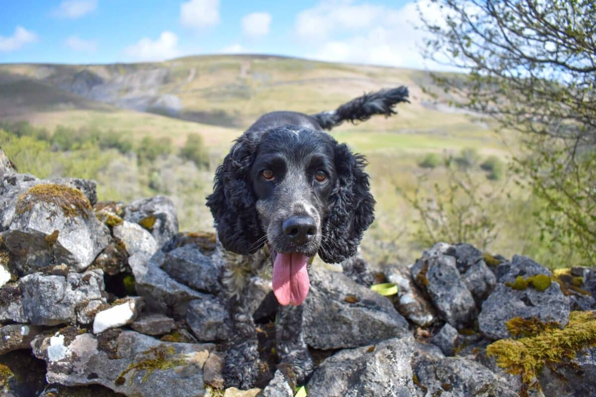 Keld to Muker walk