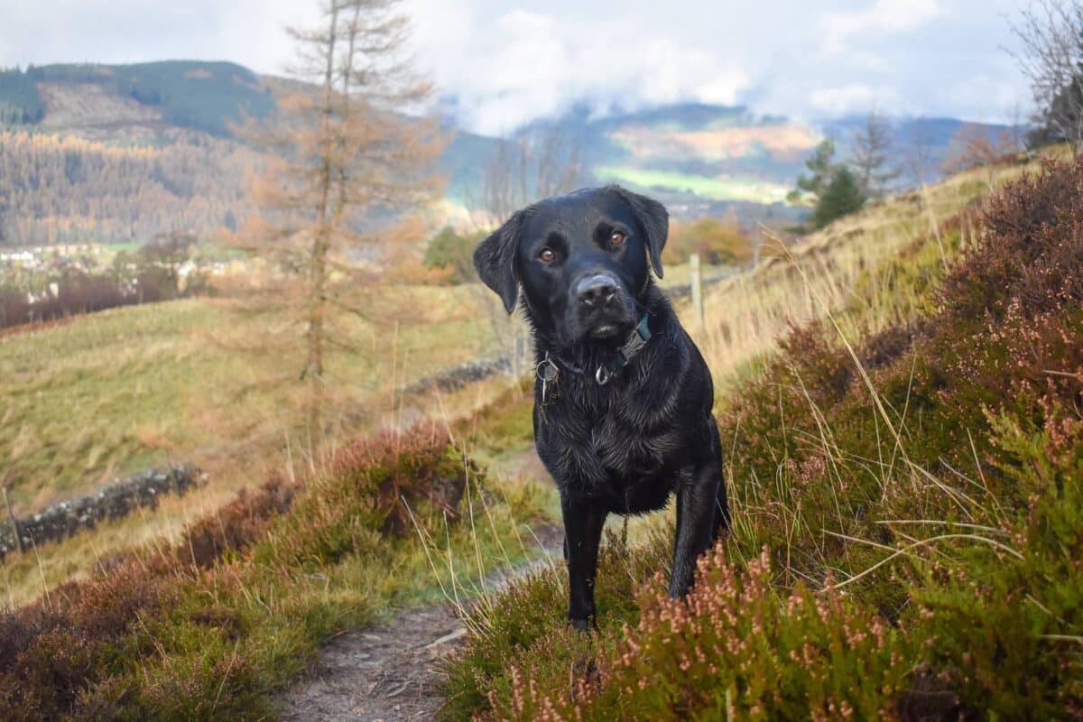 Kenmore Hill Perthshire