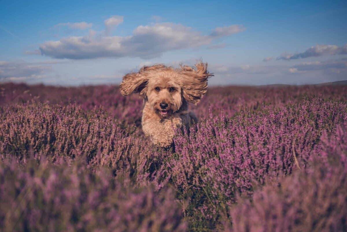 dog walks Shropshire Hills