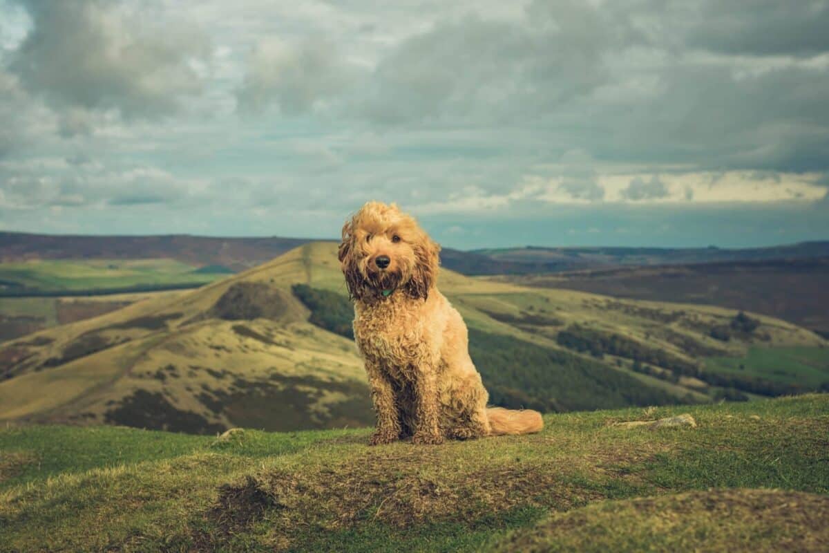 Poppy the happy Cockapoo enjoys the stunning panoramic view from Mam Tor & The Great Ridge, a classic dog-friendly Peak District walk