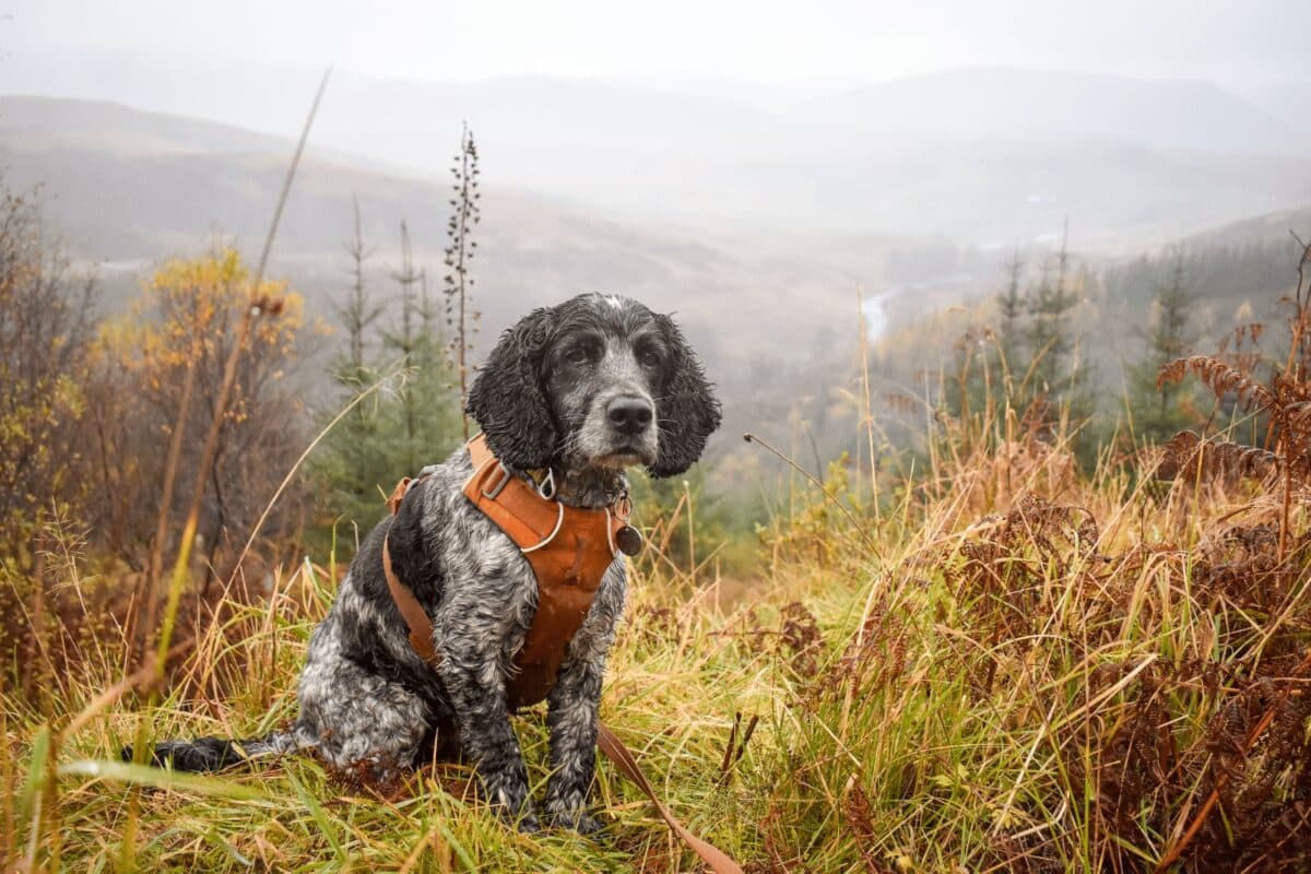 A close-up of a wet, black-and-white speckled spaniel wearing an orange harness. The dog is sitting patiently in tall, brown grass with a misty, mountainous valley providing a soft-focus background.