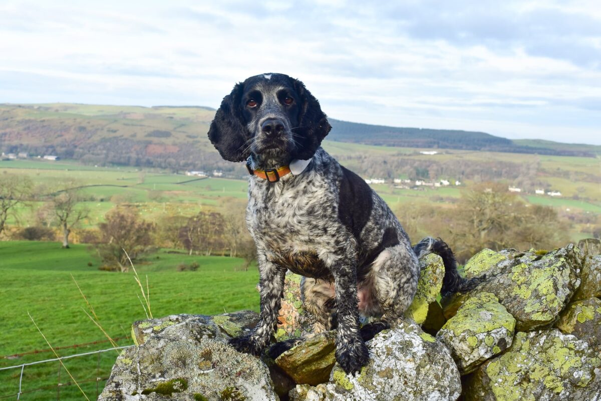Sale Fell