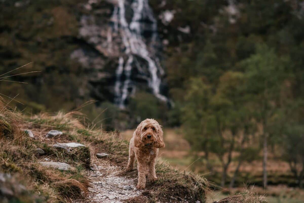 Steall Falls dog friendly