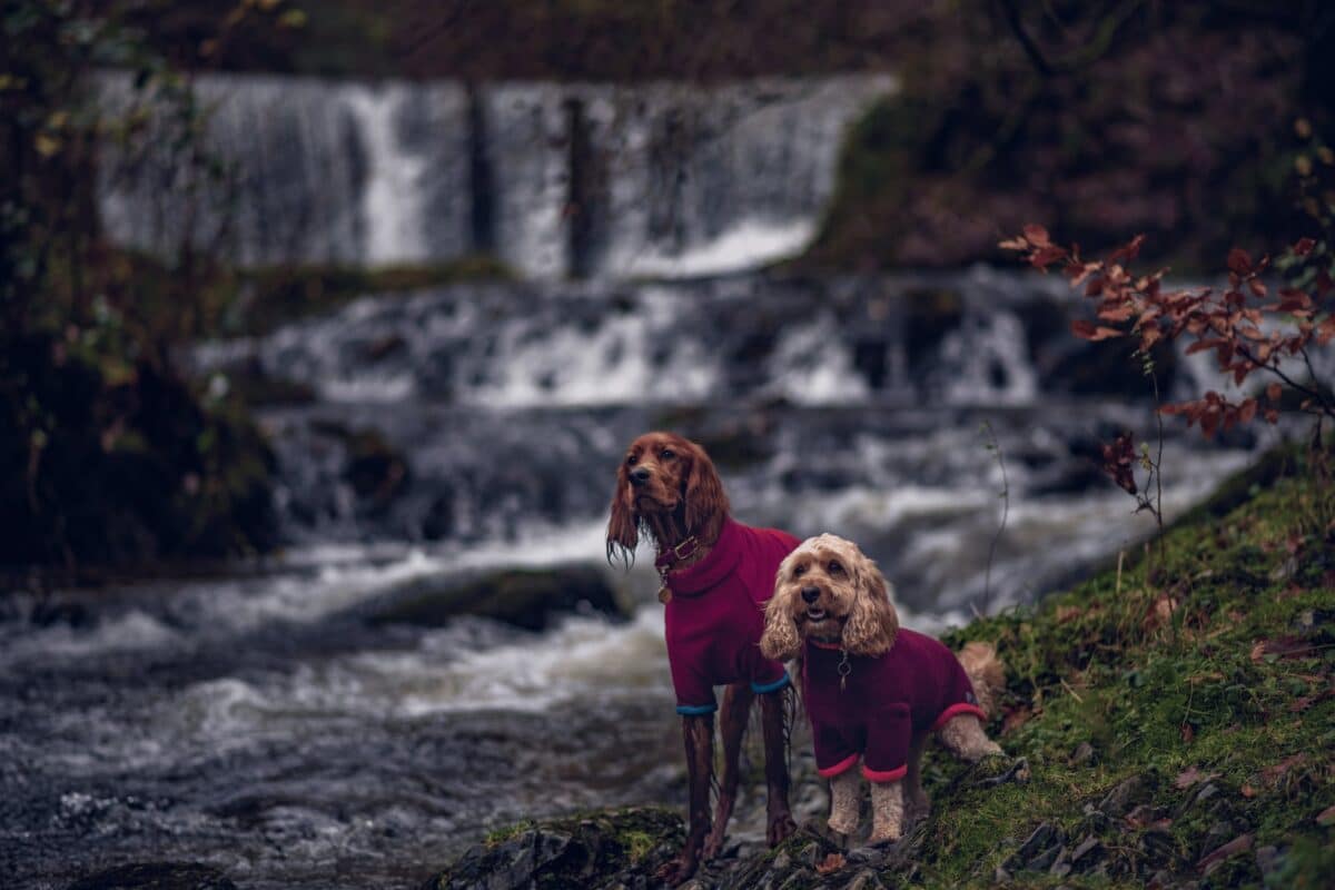 Stock Ghyll Force