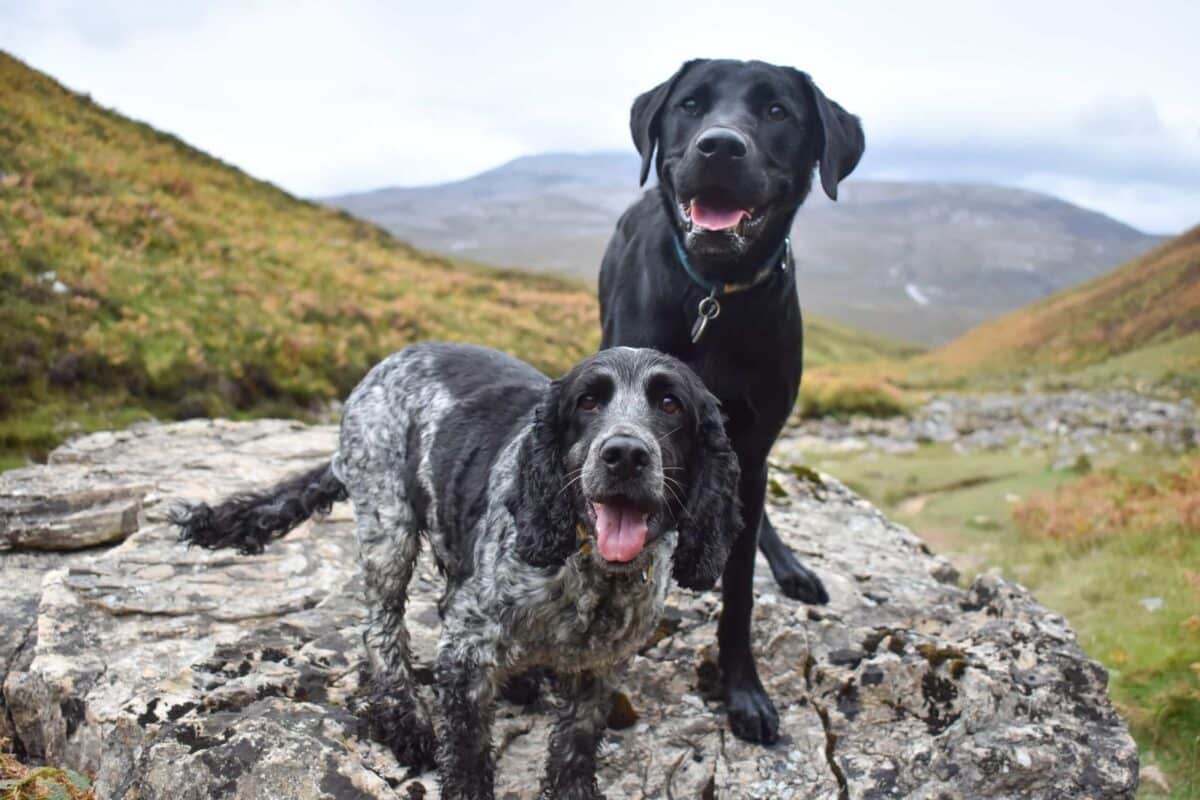 The Bone Caves dog walk