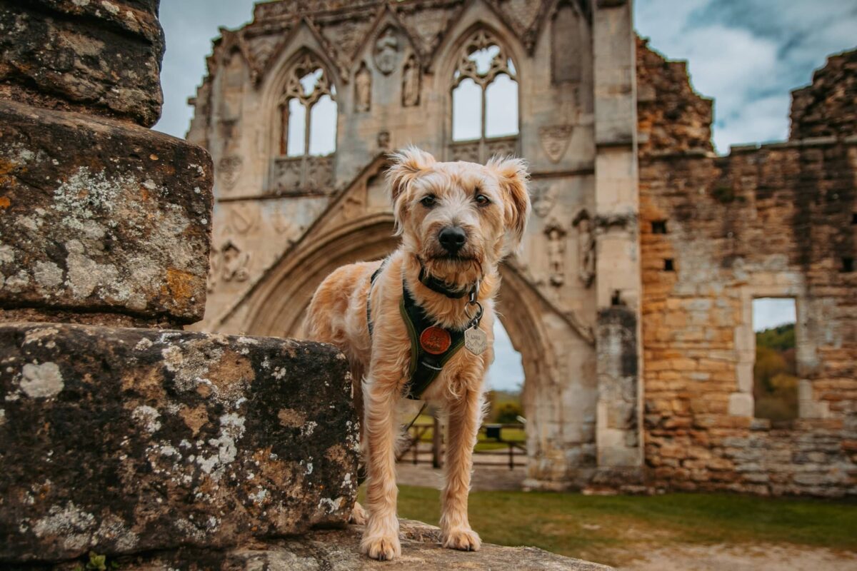 The Stone Trough Inn Dog Friendly Destinations