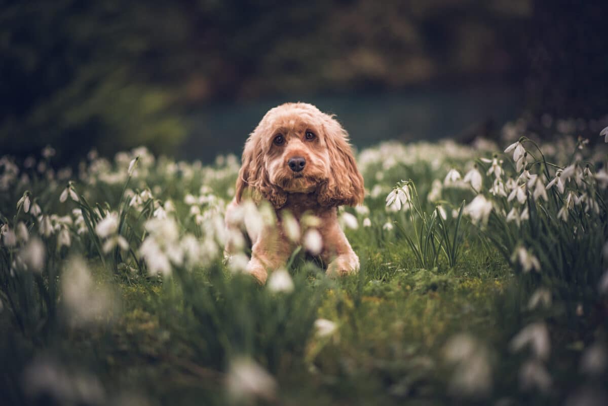 dog friendly days out in the Cotswolds