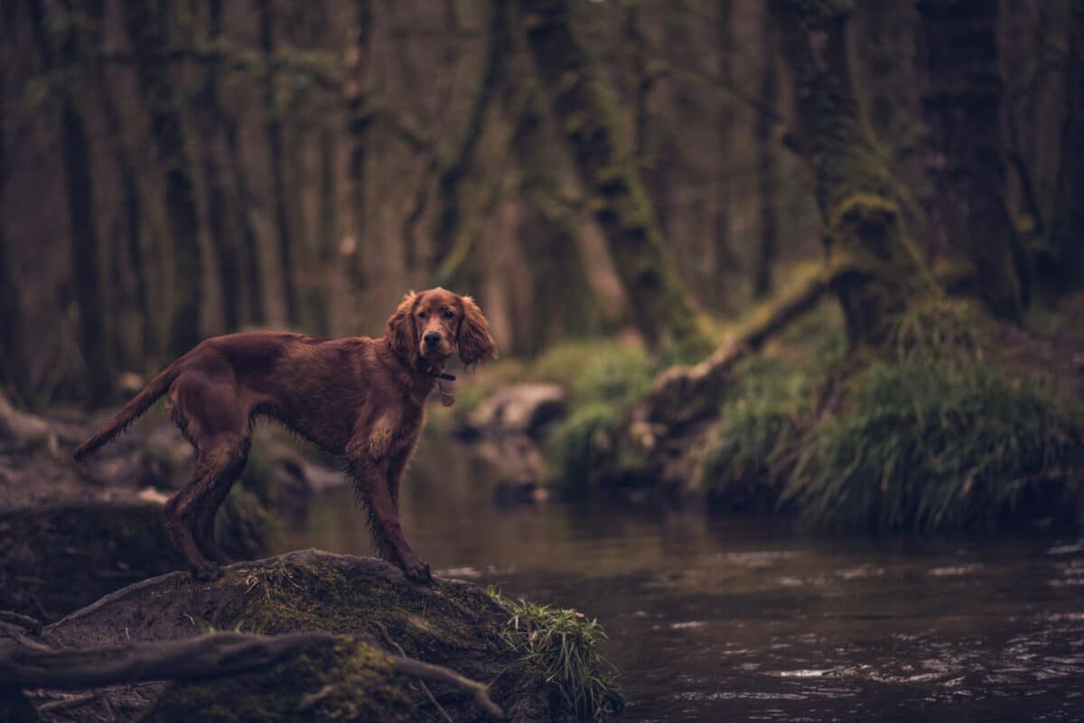 Golitha Falls