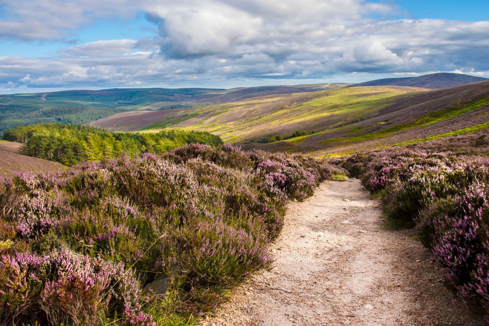 Heather-lined walking path under blue skies in the Cairngorms National Park, ideal for dog friendly hikes