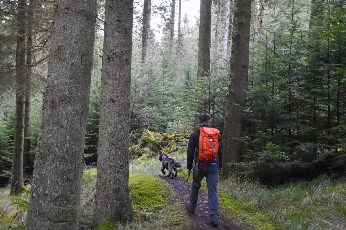 Kielder Forest