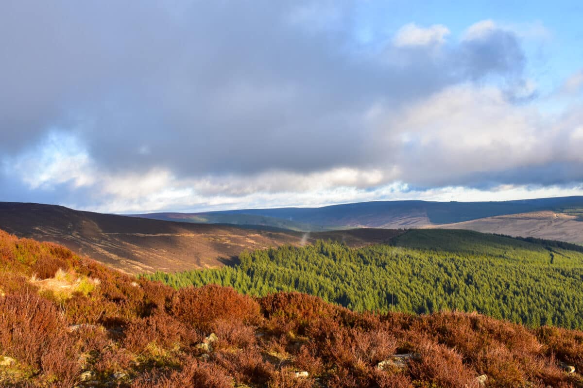 Kielder Forest
