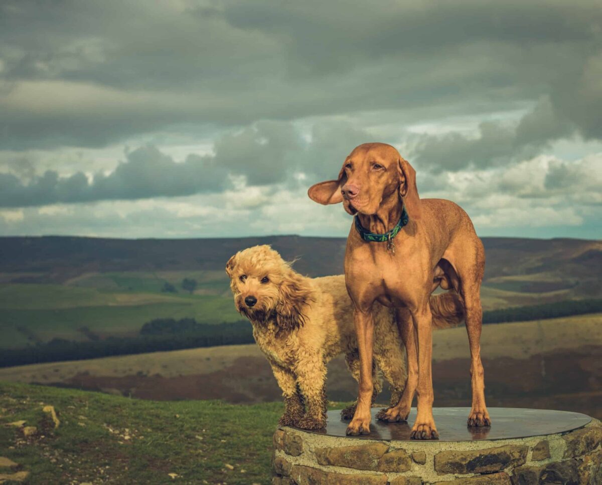 Dog friendly Peak District
