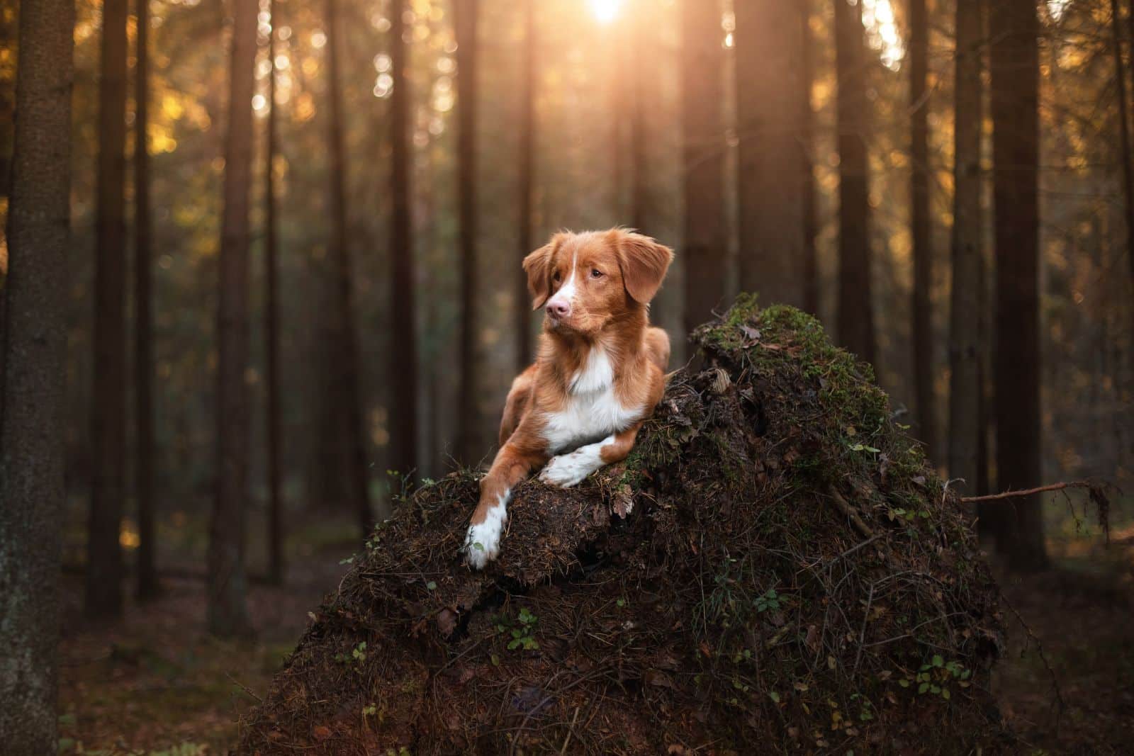 Nova Scotia Duck Tolling Retriever dog lying on the ground in the forest
