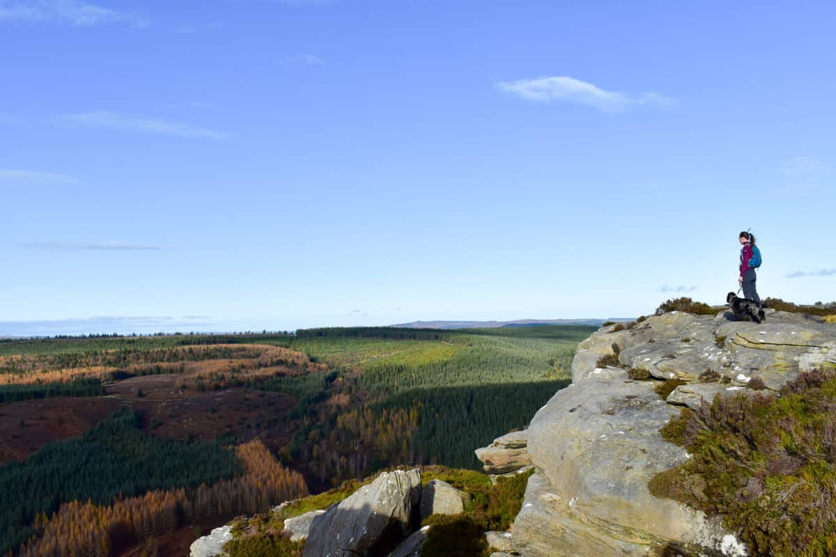 Dog walks Northumberland