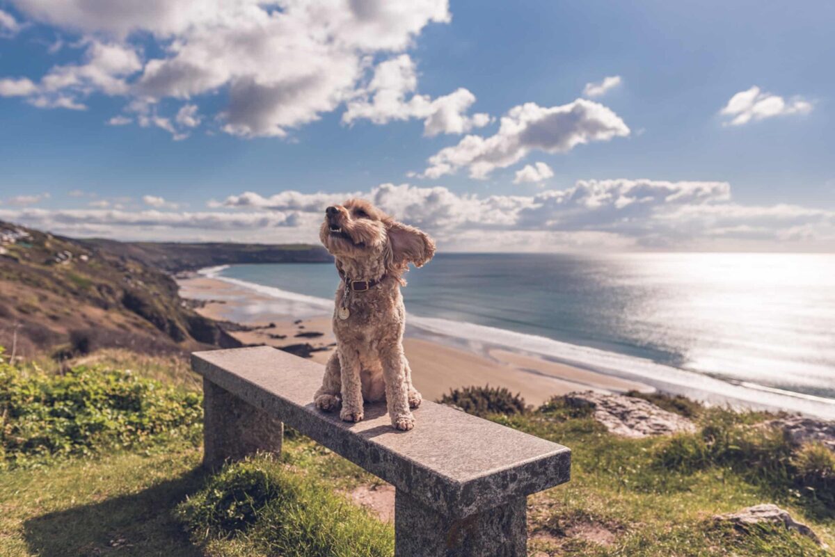 Enjoying the view at Whitsand Bay, Cornwall perfect for dog friendly holidays with beach walks