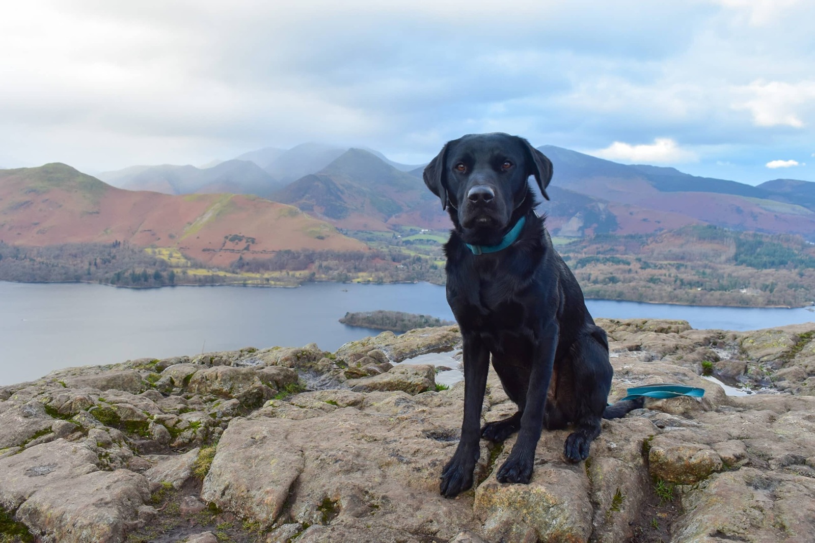 Black dog standing with a lake and mountain backdrop on the Walla Crag walk in the Lake District