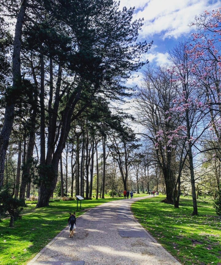 Pontcanna, Bute Park & Blackweir Bridge