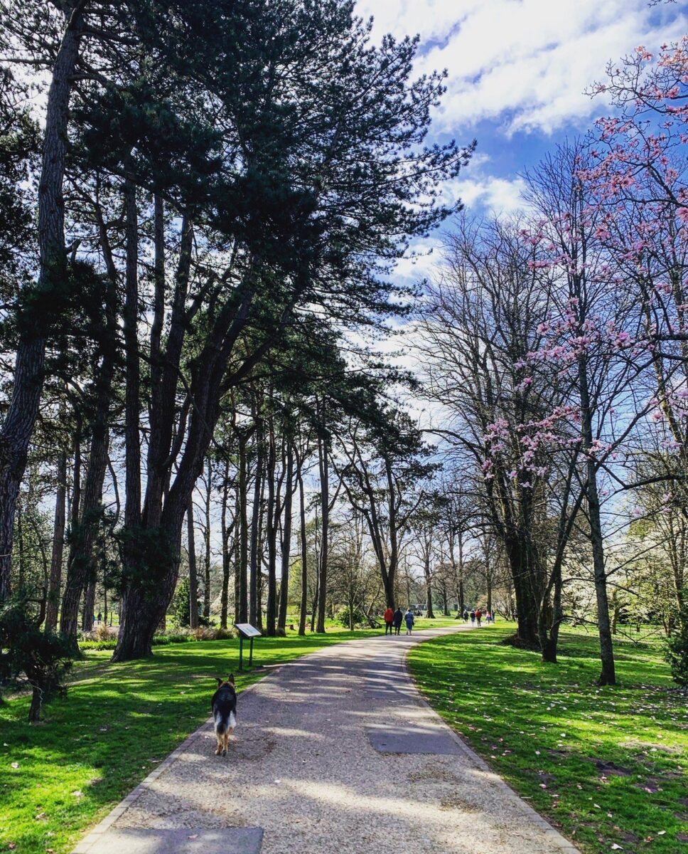 Dog (Ice, German Shepherd) walking through Bute Park with cherry blossom trees in spring, Cardiff