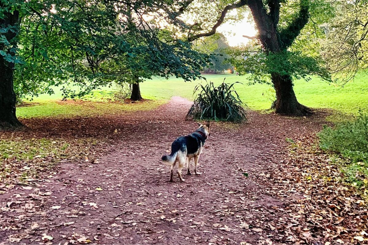German Shepherd on a leaf-covered woodland path beneath oak trees at Cockington Country Park, Torquay, Devon