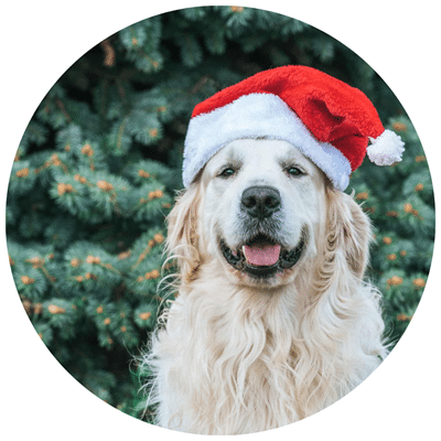 A festive dog in a Santa hat, ready for a UK Christmas of dog-friendly stays, pubs, and winter walks