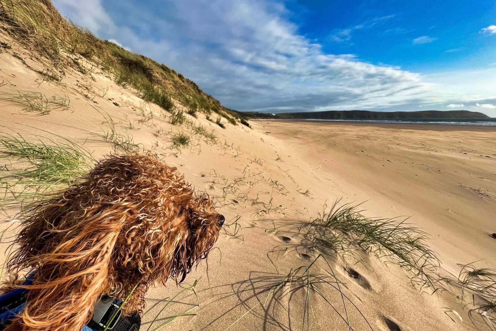 A Cavapoo in the sand dunes looking out over a long sandy beach in Devon