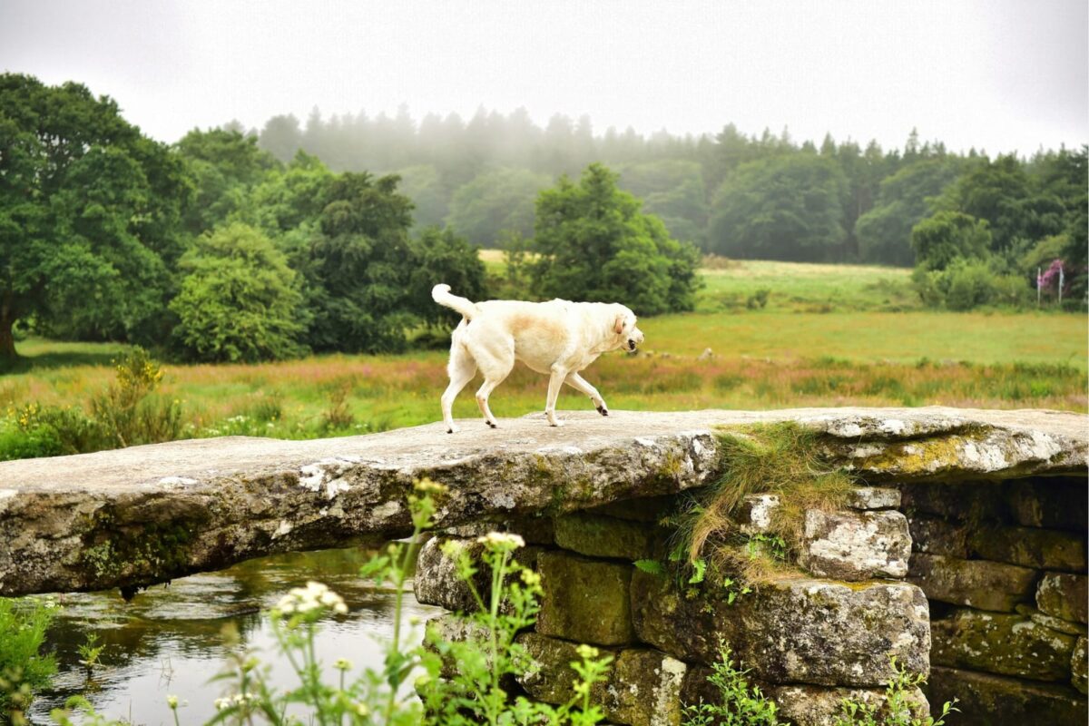A pale Labrador walking across an old stone bridge on Dartmoor