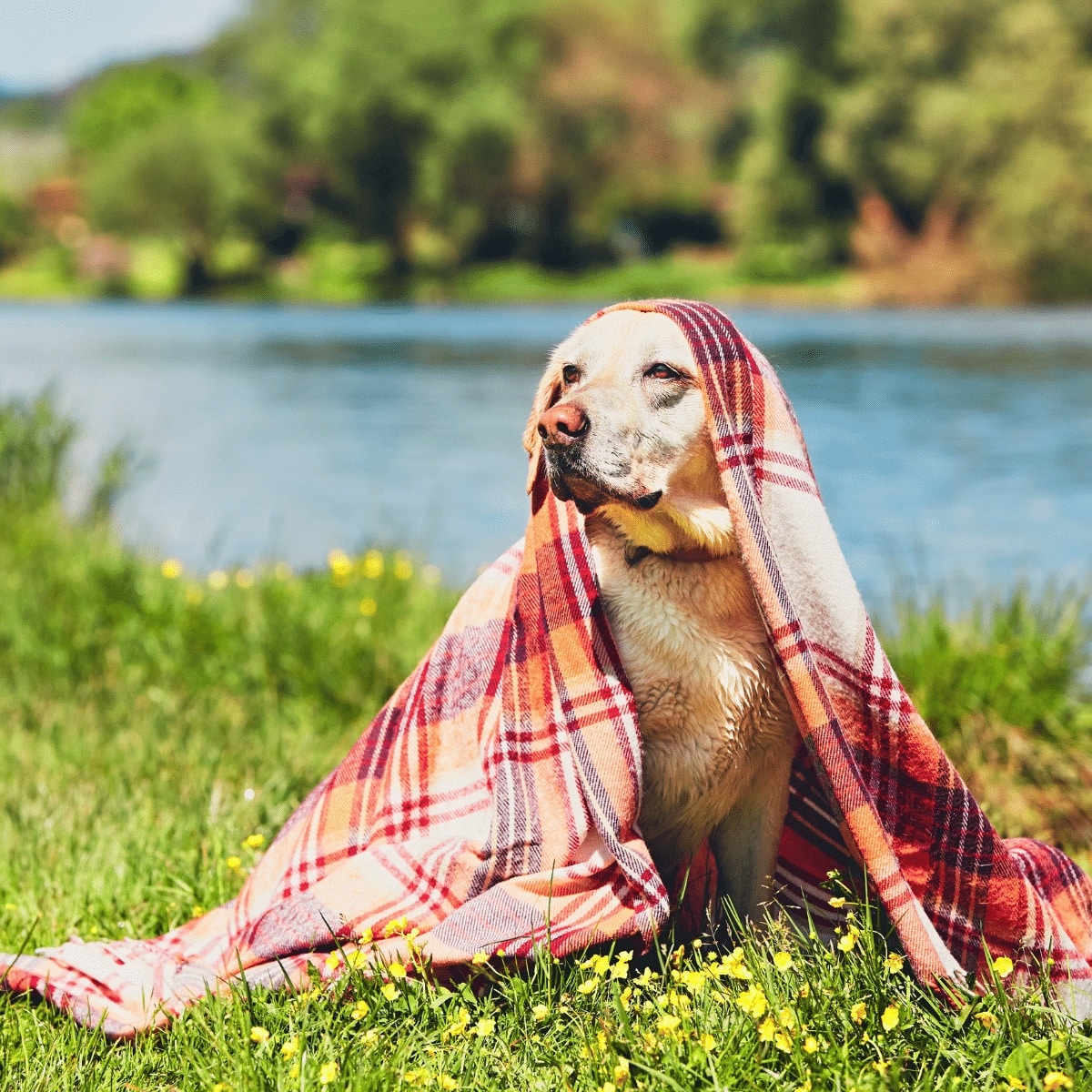Dog wrapped in a blanket sitting beside a river in North Yorkshire countryside