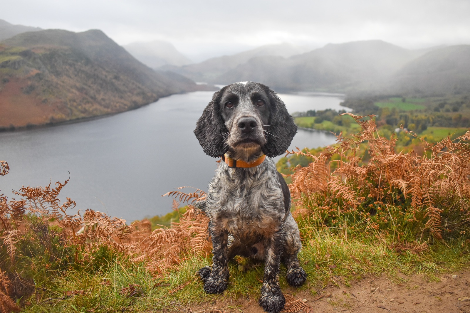 Dog sitting beside a lake with mountain views on the Gowbarrow Fell walk in the Lake District