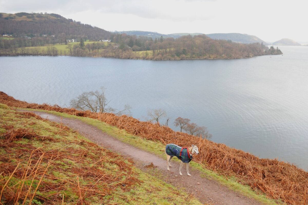 Dog in tartan coat on a lakeside path above Ullswater looking towards Gowbarrow Bay, Lake District