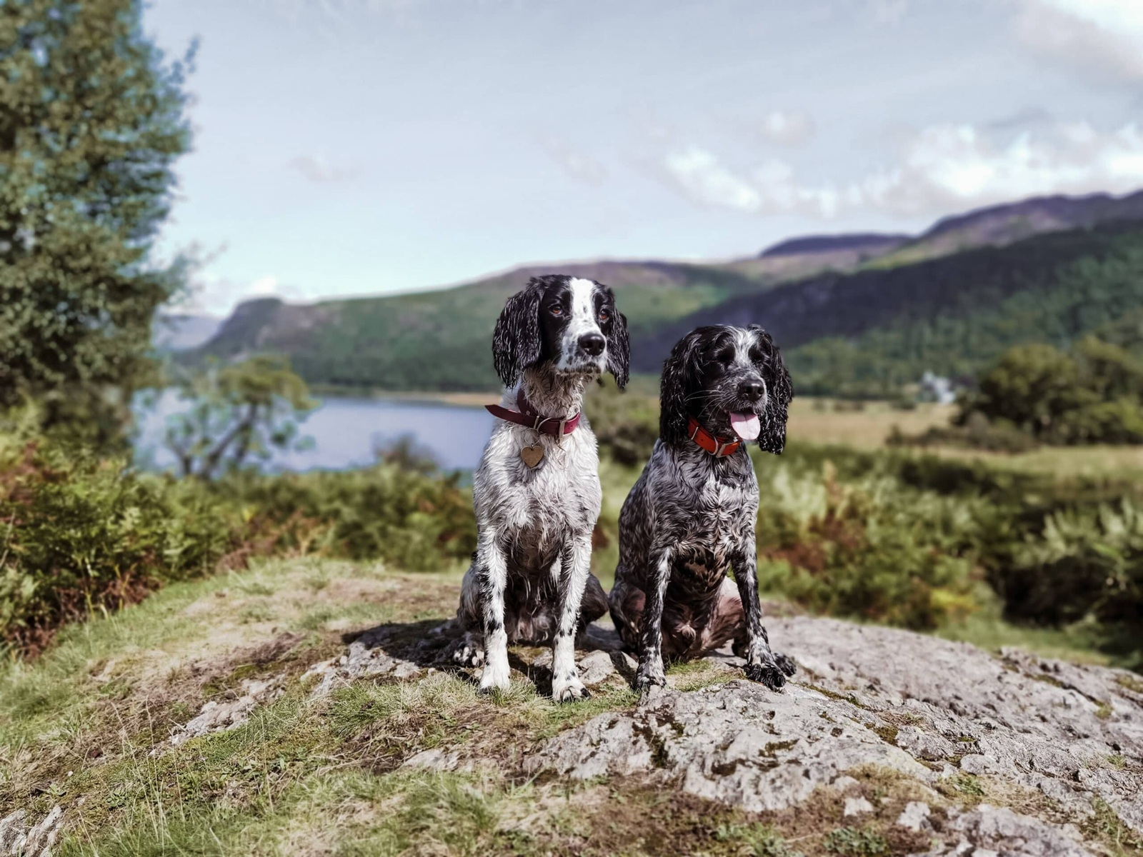 Two dogs sitting beside Derwentwater with mountains in the background on a Lake District walk
