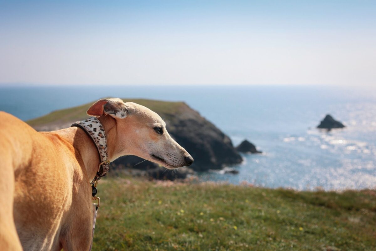 A whippet taking in the view from a grassy clifftop with dramatic headlands and sea stacks behind