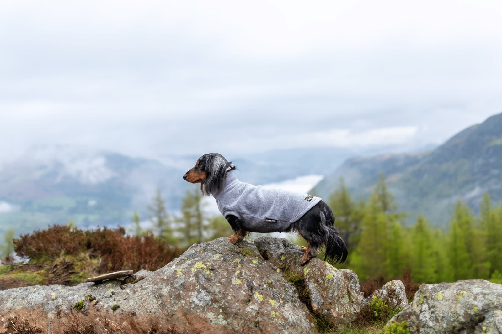 Roving reporter Lauren’s dog Ralph the dog standing in his coat with the rocky mountain backdrop at Glenridding Dodd in the Lake District